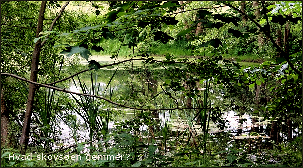 Skovsøen.